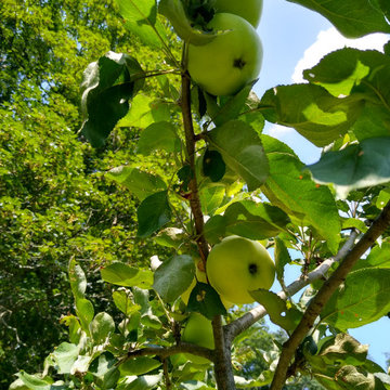 Norwich VT Orchard