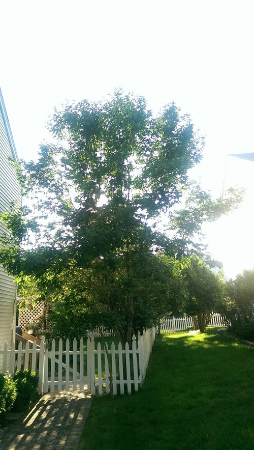 Shorten tree next to house