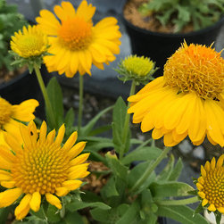 Current Featured Plants - Products