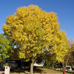 Misc. Trees - Products