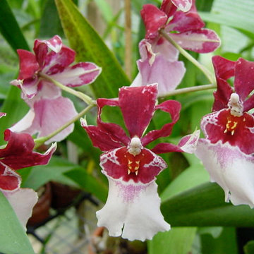 Miltonidium Bartley Schwartz 'Highland' (Oncidium intergeneric)