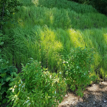 Shoreline Buffer & Slope Stabilization