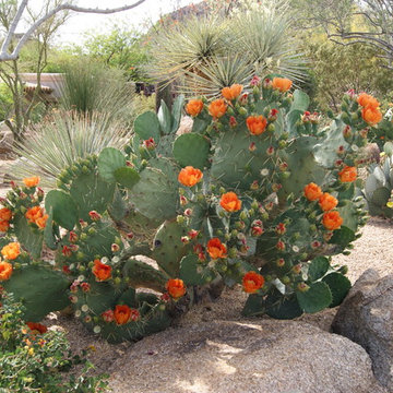 Desert Landscapes