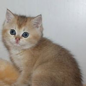Ольга Шакурова's photo