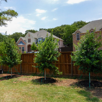 Evergreen Trees & Shrubs