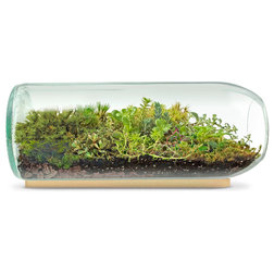 Contemporary Terrariums Moss and Sedum Terrarium Bottle