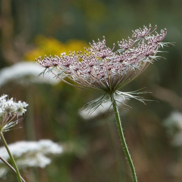 Prairies sauvages