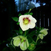 Tona Barnes's photo