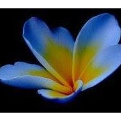 Lela Johnson's photo