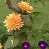 Beth Abshiers billede