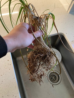 Ponytail Palm Losing Leaves and Browning | Houzz Forum