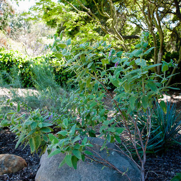 Pitchers Sage in Redwood Shade