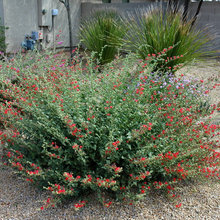 plants