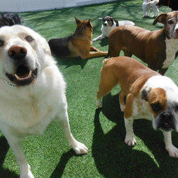 Pet Turf - Products