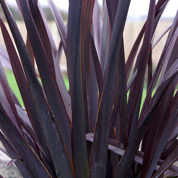 Black Adder Phormium Phormium 'Black Adder' PP#20451
