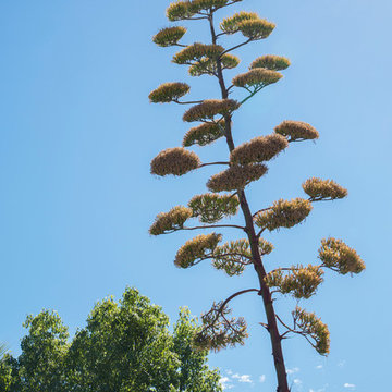 The Bancroft Gardens, Walnut Creek