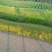 Melissa Hollinger's photo