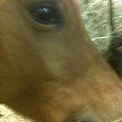 Susan MacLaren's photo