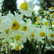 Michelle Kobayashi's photo