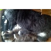 Gabriele Heindel's photo