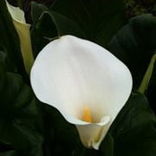 Lori Green's photo