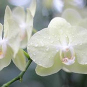 Foto von Christine Crosling