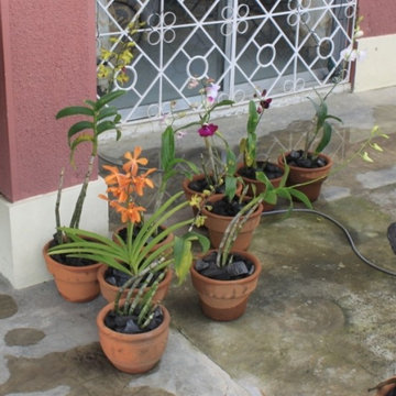 Wild Orchids in Pots
