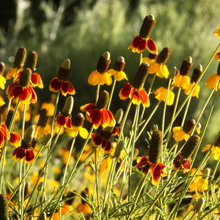 Sun plants
