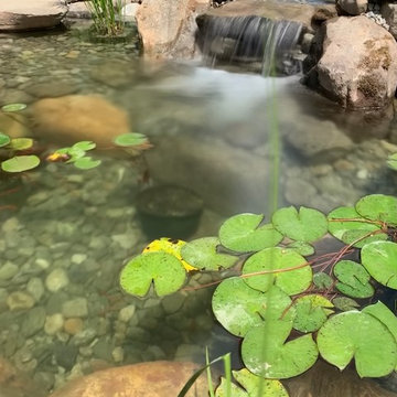 Bringing an 18yr Old Pond Back to LIFE