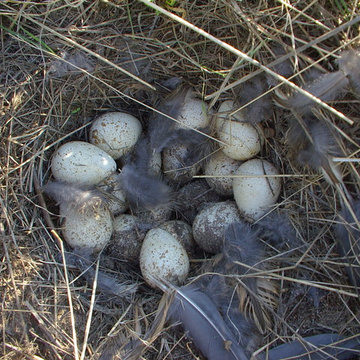 Wildlife in the bunch grass