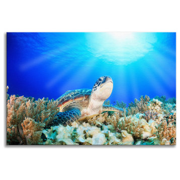 Green Sea Turtle Tropical Coral Reef Animal Wildlife Photo Canvas Wall Art Print, 16" X 20"