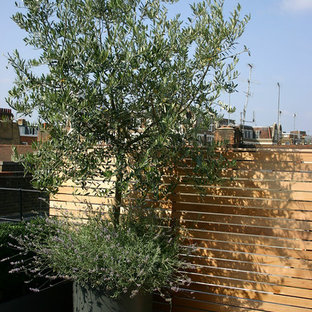 Photo of a modern garden in London.