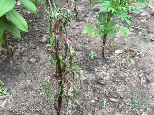 What Is Happening To My Cosmos Zinnias And Marigold