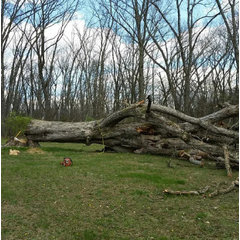 Colter's Tree Service