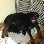 Roxy Puppiess billede