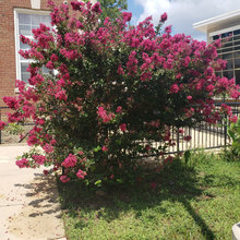 ER PLANTS