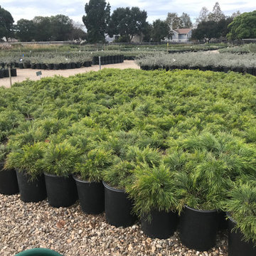 Local Nurseries