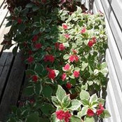 Debra Wigney's photo
