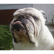 Matt Cain's photo