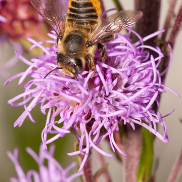Leafcutter Bees