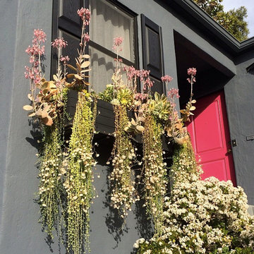 Succulent Terraces - Silver Lake