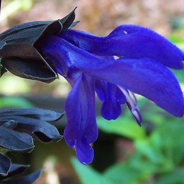 Salvia guaranitica Black & Blue, royal blue perennial. Blooms for 6 months