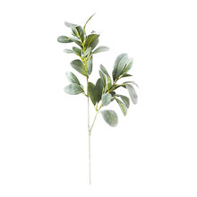 plants