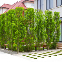 Arbres