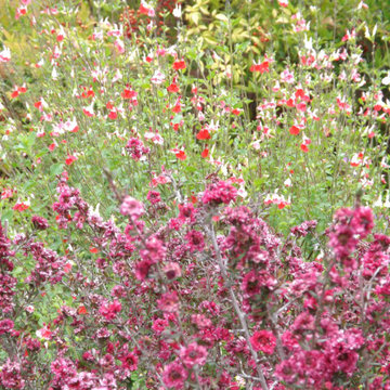 Low water butterfly garden