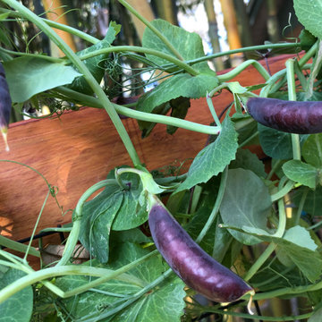 Growing Vibrant Colorful Veggies/ Raised Beds