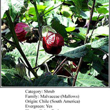 fragrant