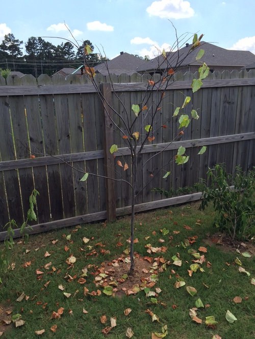 Newly Planted Redbud Losing All Leaves