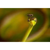 Julie Chasons foto