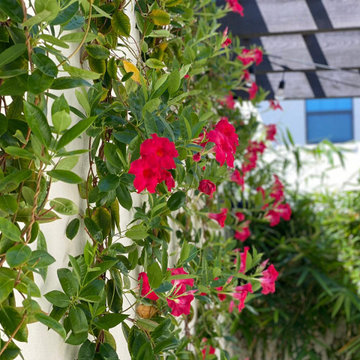 Courtyard Garden I